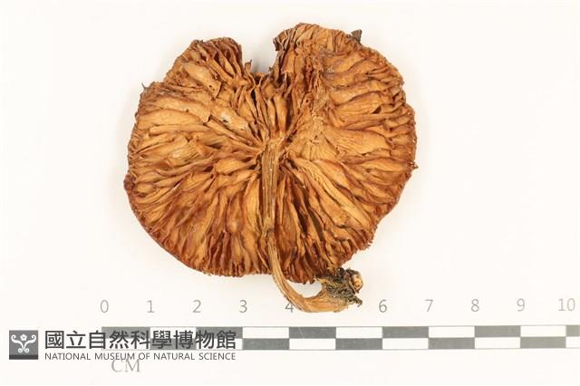 登錄號:F0037182藏品圖，第3張