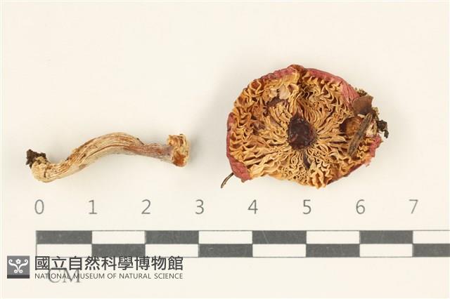 登錄號:F0038082藏品圖，第3張