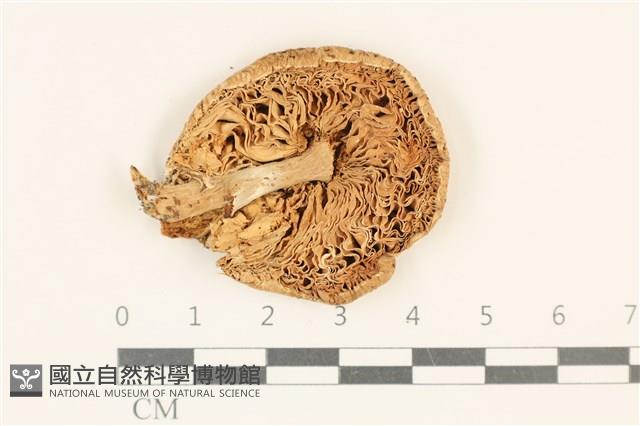 登錄號:F0037082藏品圖，第3張