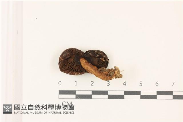 登錄號:F0037382藏品圖，第3張