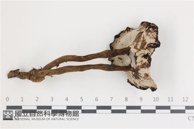 登錄號:F0036632藏品圖，第3張