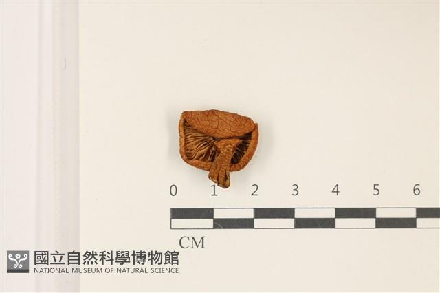 登錄號:F0037432藏品圖，第3張