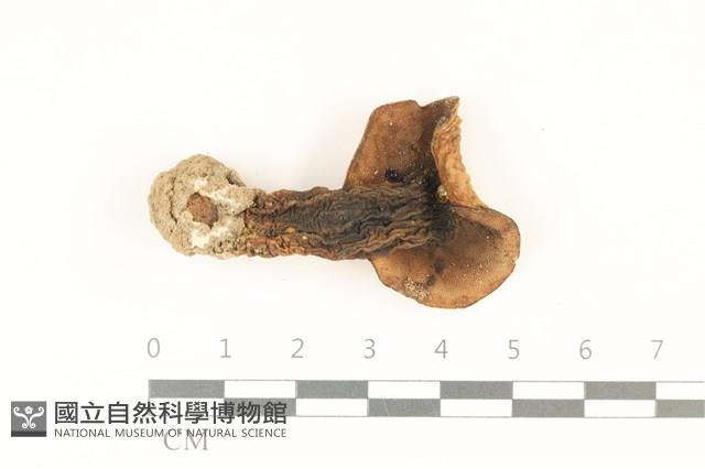 登錄號:F0036732藏品圖，第3張