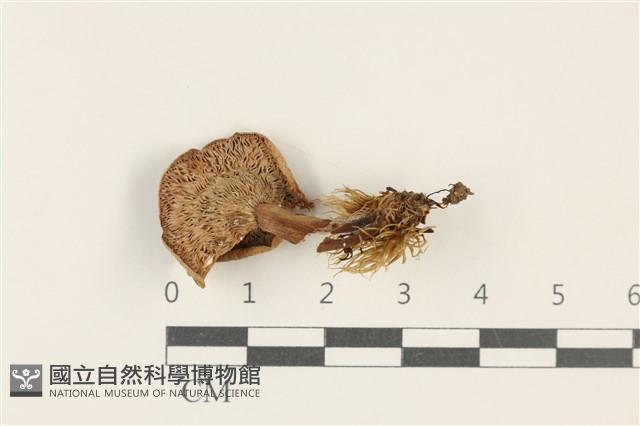登錄號:F0037732藏品圖，第3張