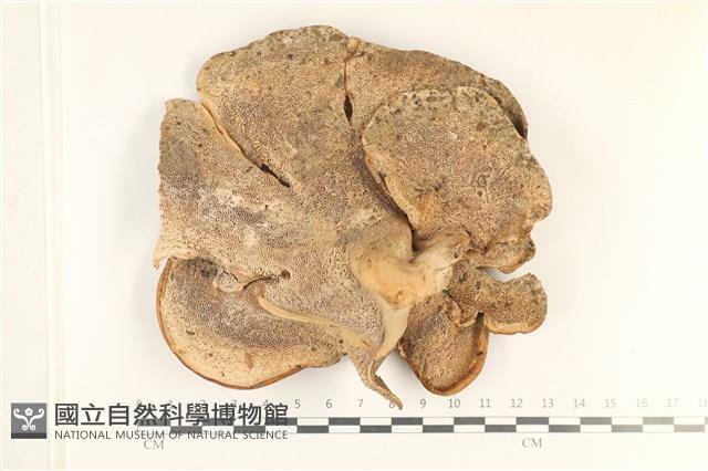 登錄號:F0038032藏品圖，第3張