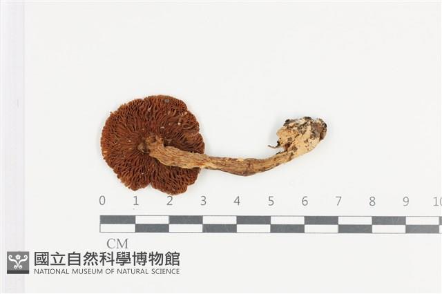 登錄號:F0036032藏品圖，第3張