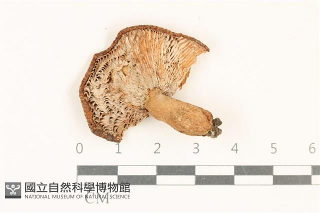 登錄號:F0037032藏品圖，第3張