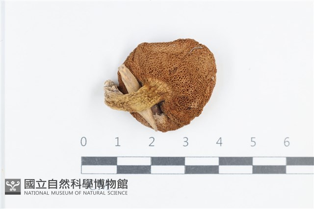 登錄號:F0038872藏品圖，第3張