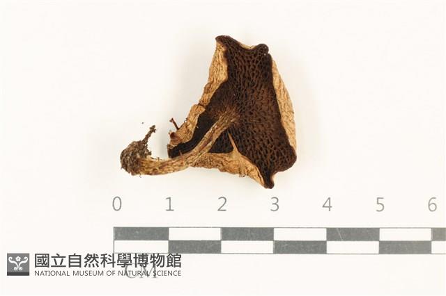 登錄號:F0037672藏品圖，第3張