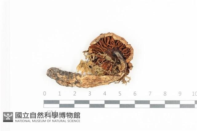 登錄號:F0036472藏品圖，第3張