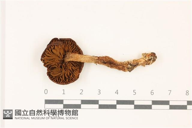 登錄號:F0037472藏品圖，第3張