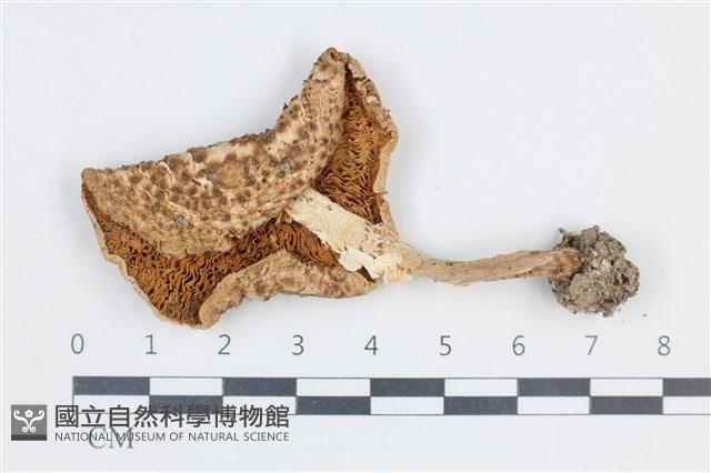 登錄號:F0038772藏品圖，第3張