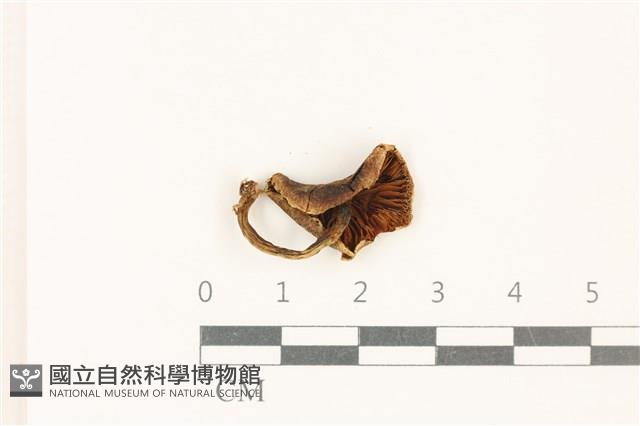 登錄號:F0037772藏品圖，第3張
