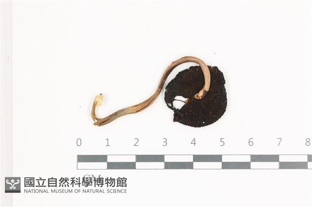 館號:F0036572藏品圖，第3張