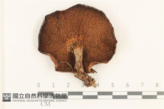 登錄號:F0037572藏品圖，第3張