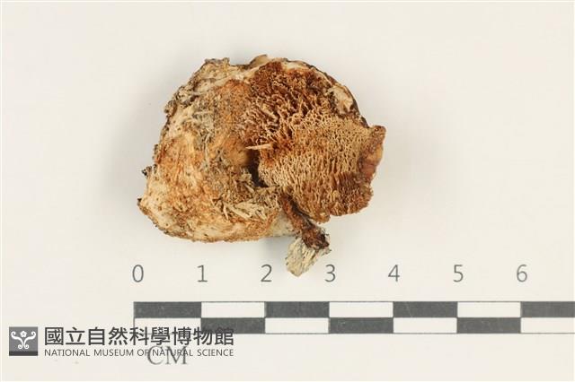 多孔菌屬藏品圖，第3張