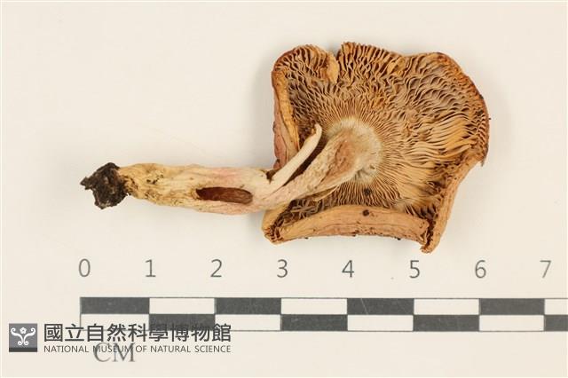 登錄號:F0037072藏品圖，第3張