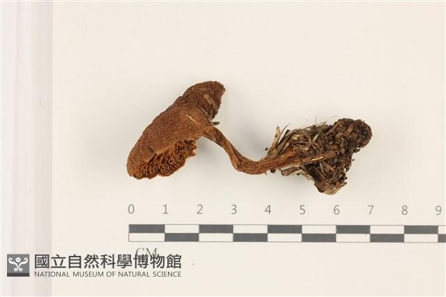 登錄號:F0037372藏品圖，第3張