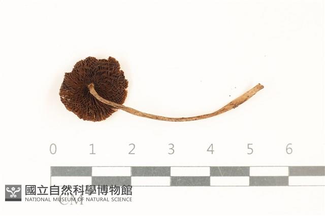 登錄號:F0037267藏品圖，第3張