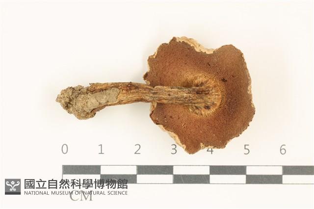 登錄號:F0036867藏品圖，第3張