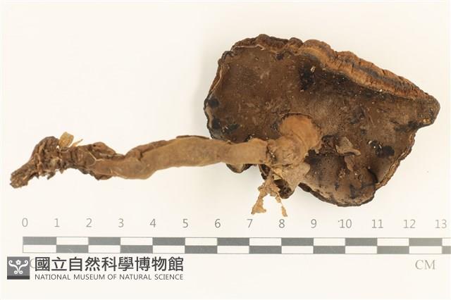 登錄號:F0036967藏品圖，第3張