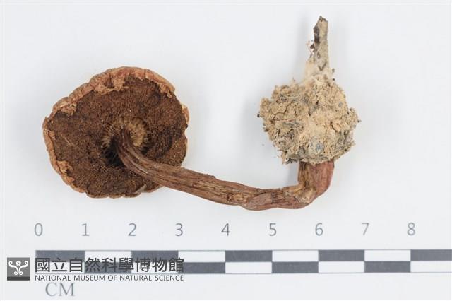 登錄號:F0038667藏品圖，第3張