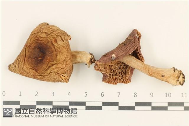 紅菇屬藏品圖，第3張