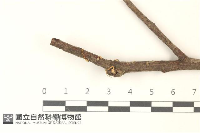 登錄號:F0037467藏品圖，第3張