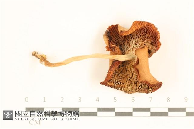 登錄號:F0037567藏品圖，第3張