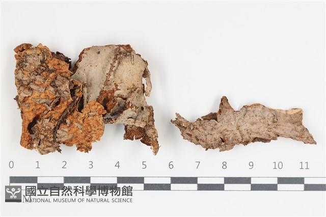 韌革菌屬藏品圖，第3張