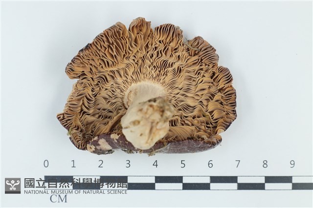 登錄號:F0039367藏品圖，第3張