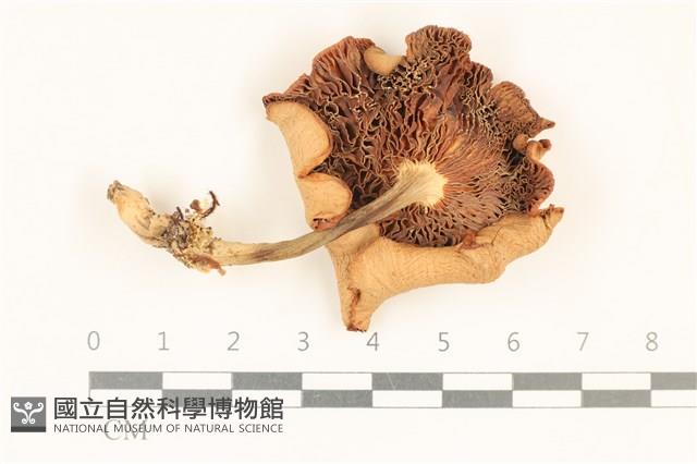 登錄號:F0037227藏品圖，第3張