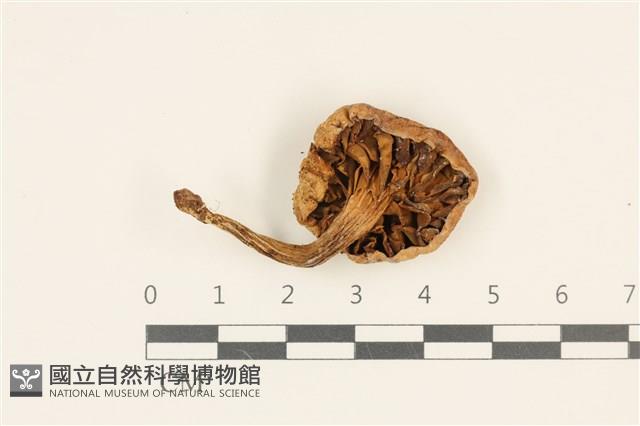 登錄號:F0036827藏品圖，第3張