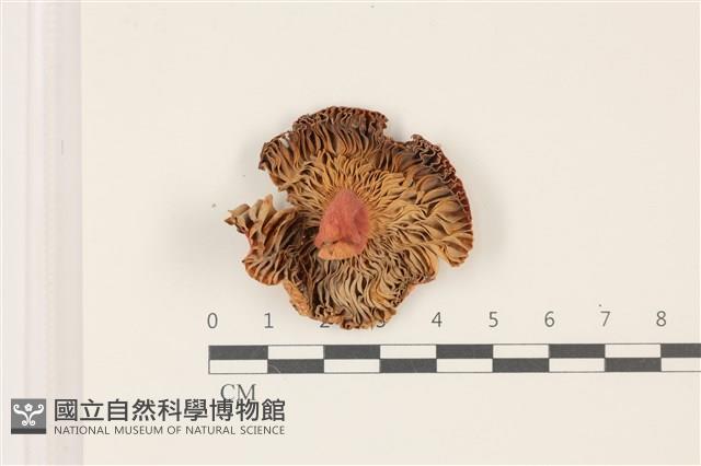 登錄號:F0037427藏品圖，第3張