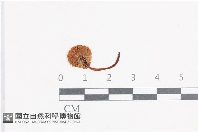 登錄號:F0038727藏品圖，第3張