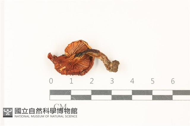 登錄號:F0037527藏品圖，第3張