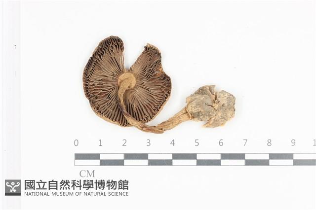 登錄號:F0036027藏品圖，第3張