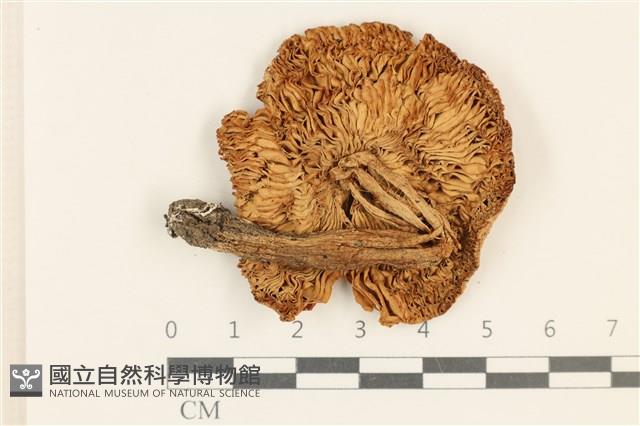 登錄號:F0037027藏品圖，第3張