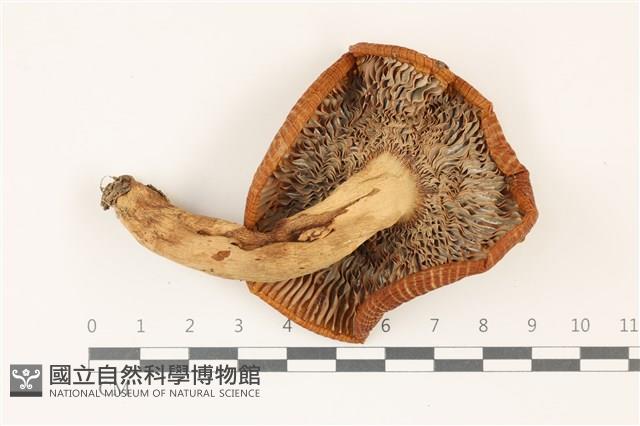 登錄號:F0037327藏品圖，第3張