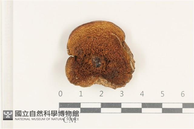登錄號:F0038207藏品圖，第3張