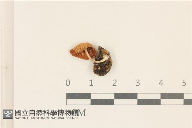 登錄號:F0037207藏品圖，第3張