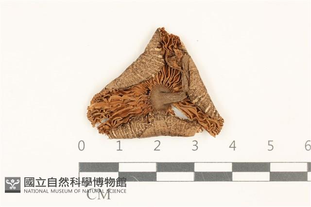 登錄號:F0036907藏品圖，第3張