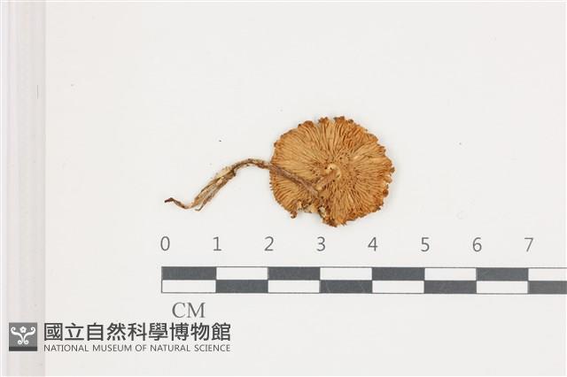 登錄號:F0036607藏品圖，第3張