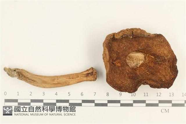 登錄號:F0037607藏品圖，第3張