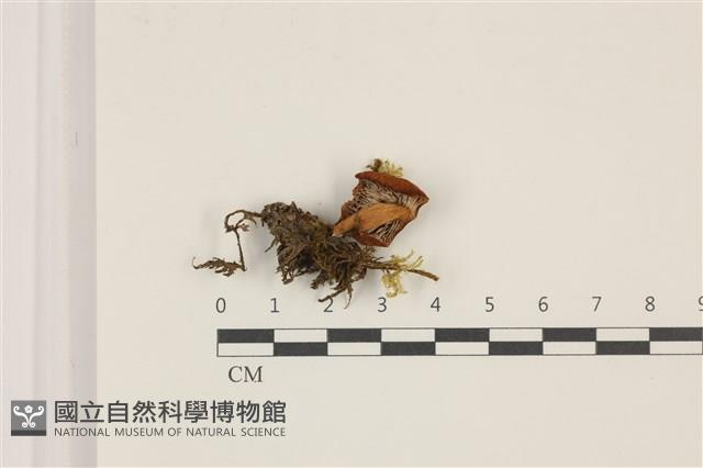 登錄號:F0037407藏品圖，第3張