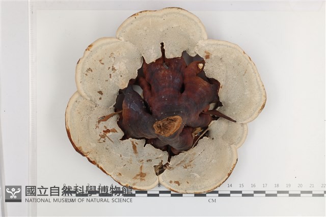 登錄號:F0036507藏品圖，第3張