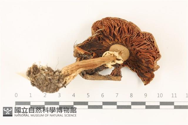 登錄號:F0037507藏品圖，第3張
