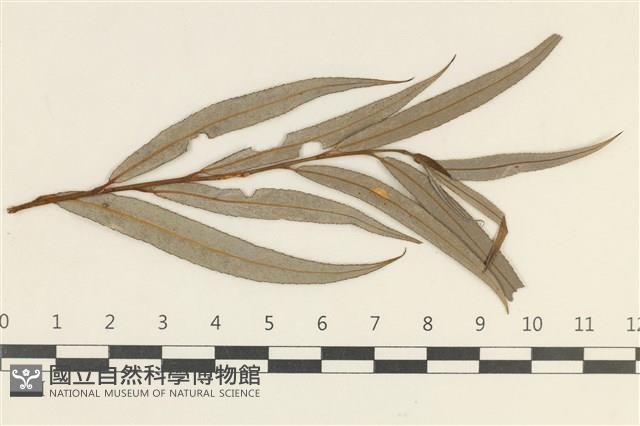 登錄號:F0038107藏品圖，第3張