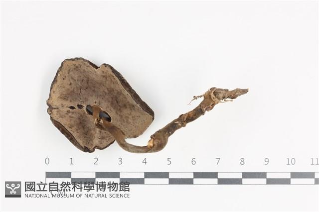 Accession Number:F0036107 Collection Image, Figure 3, Total 3 Figures