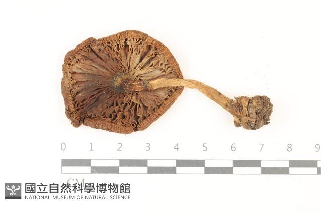 登錄號:F0037307藏品圖，第3張
